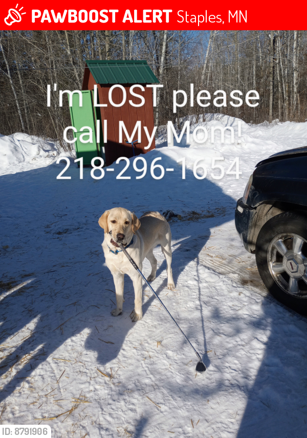 Lost Male Dog last seen Cass county 31 (Rainbow trail), Staples, MN 56479