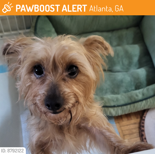 Found/Stray Unknown Dog last seen Allegheny near Pinehurst Terrace, Beecher Donnelley Westside, Atlanta, GA 30303