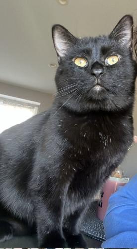 Lost Male Cat last seen Near th st and keats ave , Cottage Grove, MN 55016