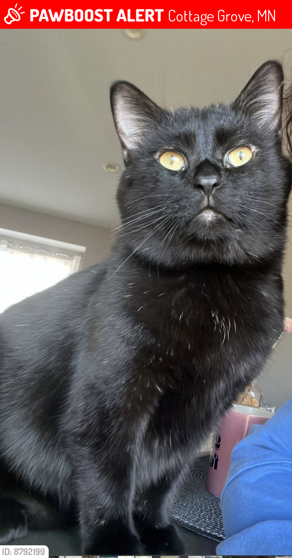 Lost Male Cat last seen Near th st and keats ave , Cottage Grove, MN 55016
