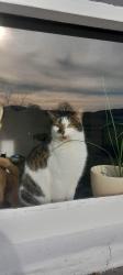 Lost Male Cat last seen Ffordd y Graig, Lixwm , Flintshire, Cymru CH8