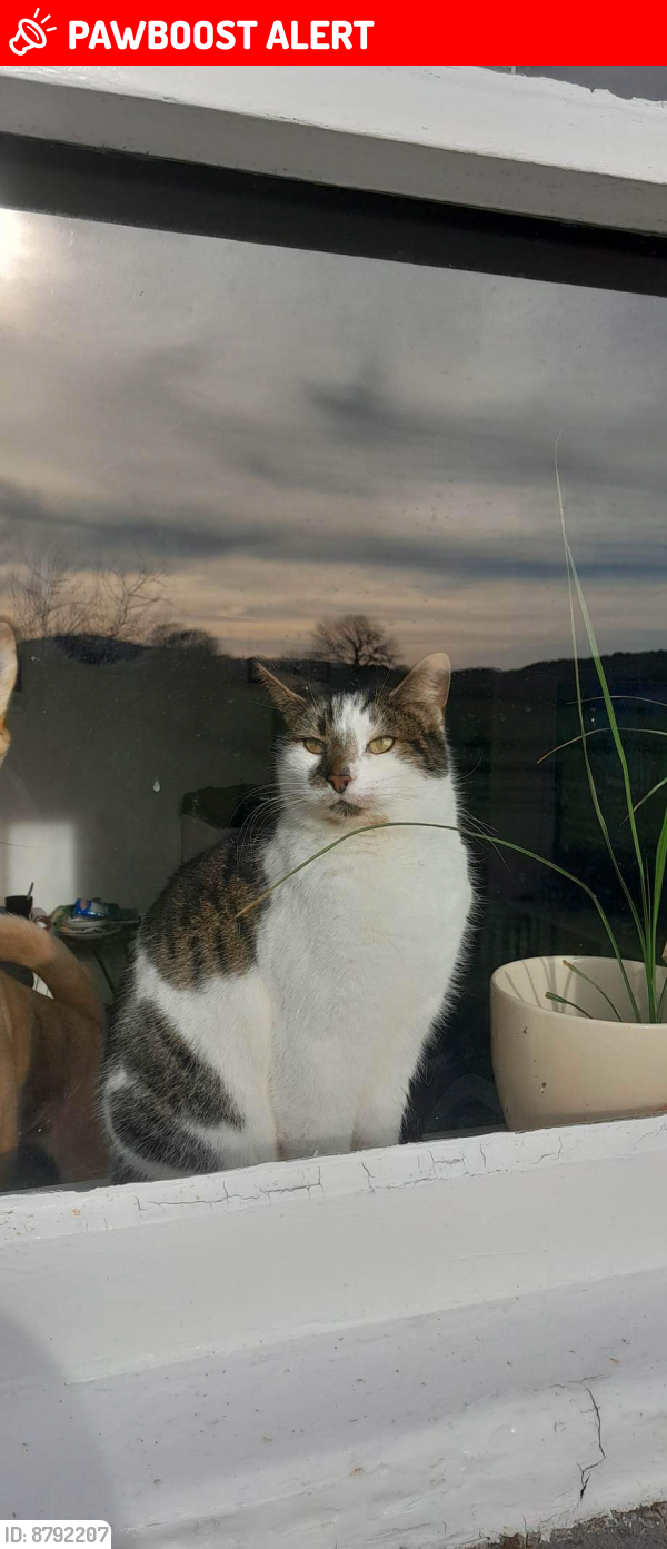 Lost Male Cat last seen Ffordd y Graig, Lixwm , Flintshire, Cymru CH8
