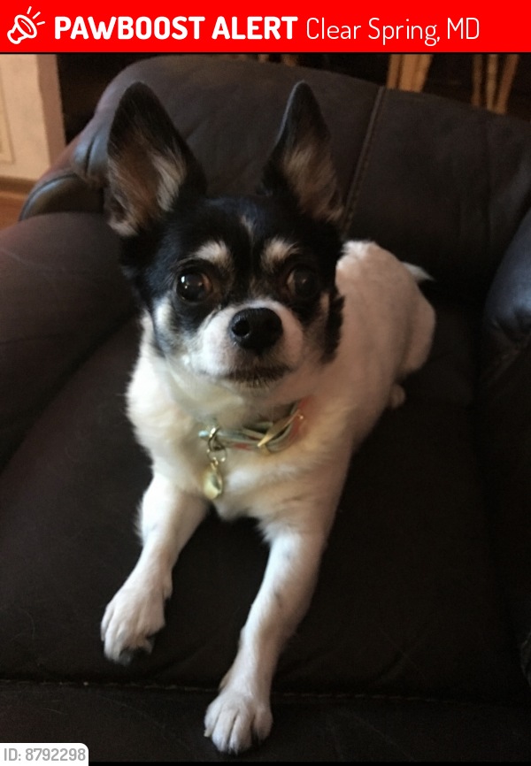 Lost Female Dog last seen McIntosh Circle Clear Spring MD, Clear Spring, MD 21722