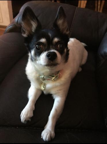 Lost Female Dog last seen McIntosh Circle Clear Spring MD, Clear Spring, MD 21722