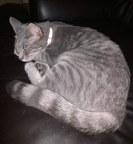 Lost Female Cat last seen Hunter and Somerset Lanr, Rockford, IL 61108