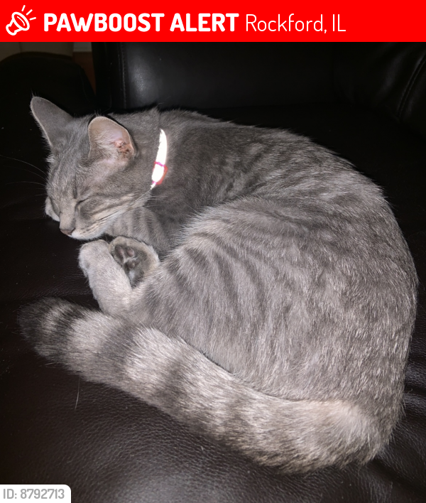 Lost Female Cat last seen Hunter and Somerset Lanr, Rockford, IL 61108