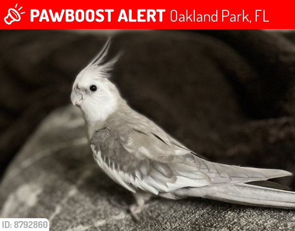Lost Male Bird last seen NE 35th St & NE 10th Ave, Oakland Park, FL 33334