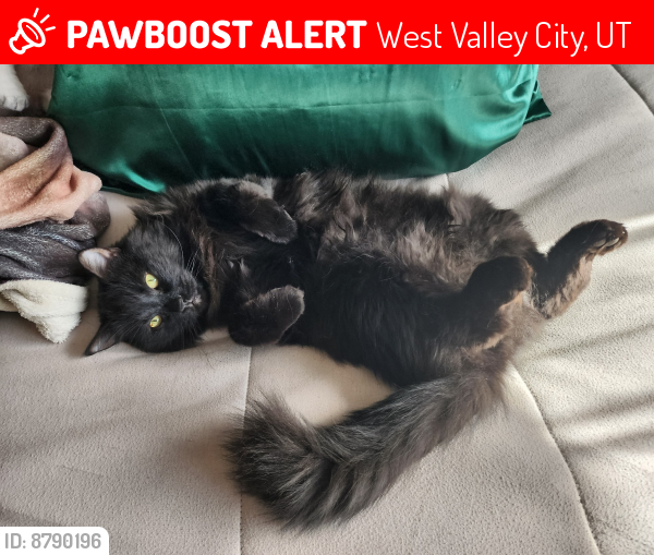 Lost Male Cat last seen Walter way,west valley, West Valley City, UT 84120