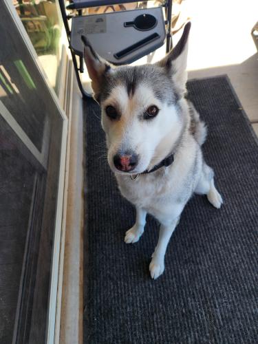 Found/Stray Female Dog last seen Cotton and olive, Waddell, AZ 85355