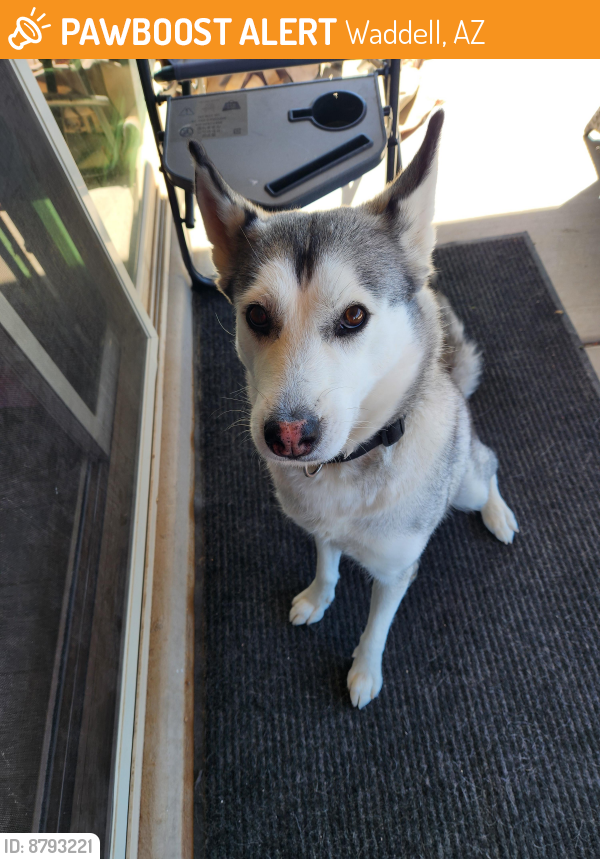 Found/Stray Female Dog last seen Cotton and olive, Waddell, AZ 85355