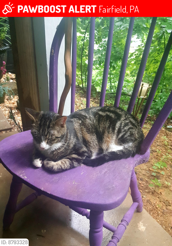 Lost Male Cat last seen Raven trail and Dove trail, Fairfield, PA 17320