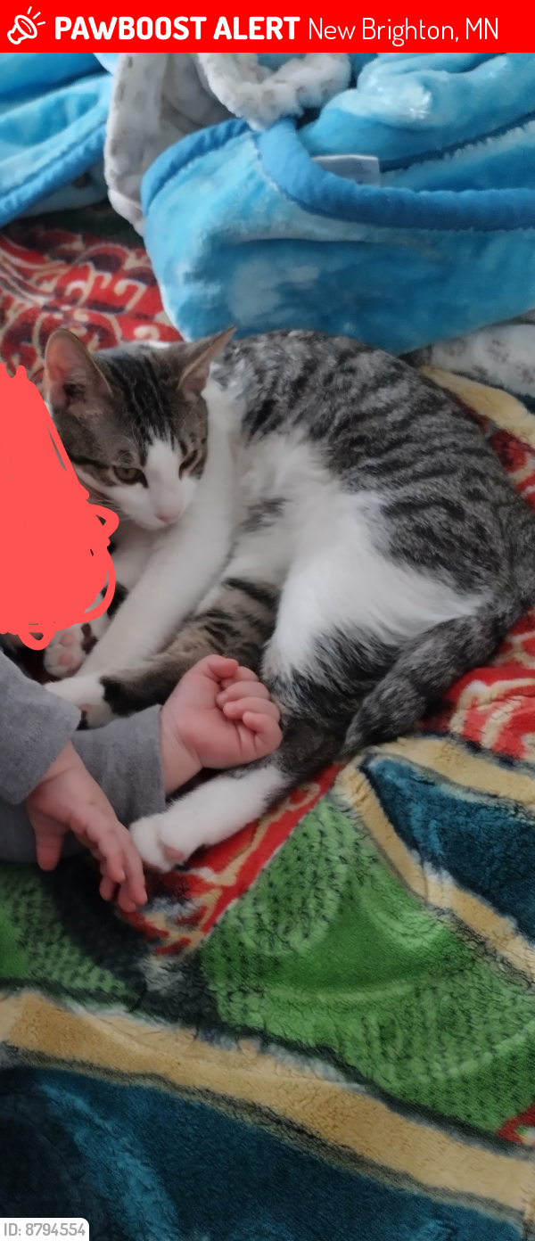 Lost Unknown Cat last seen 10th Street NW & 11th Street NW , New Brighton, MN 55112