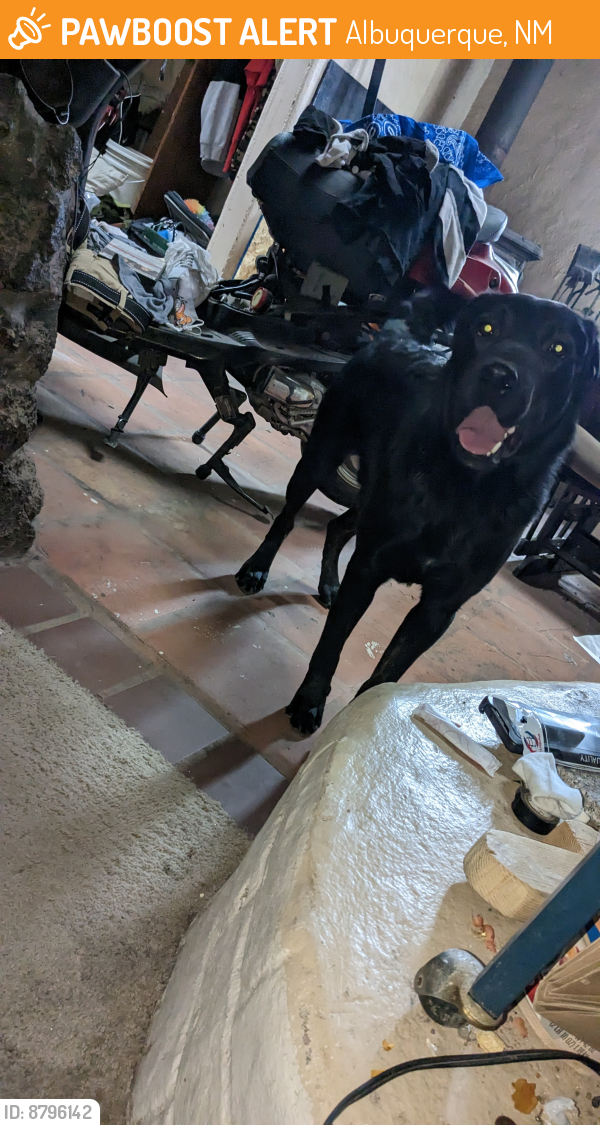 Found/Stray Male Dog last seen Bridge and Atrisco , Albuquerque, NM 87105