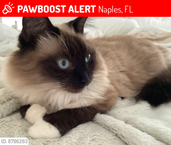 Lost Female Cat last seen Palm. and Marlin.   Royal arms Villas, Naples, FL 34112