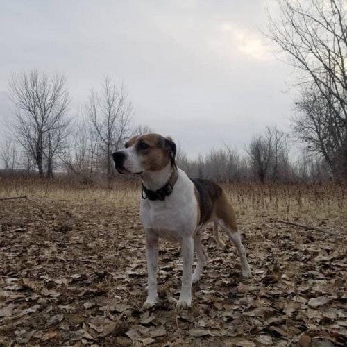 Lost Male Dog last seen Highway 95 , Melba, ID 83641