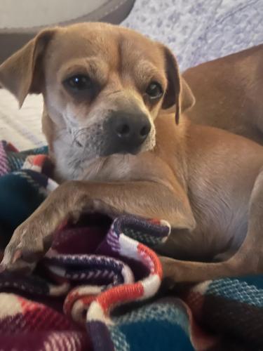 Lost Male Dog last seen Redwood ave and ivy ave , Fontana, CA 92335