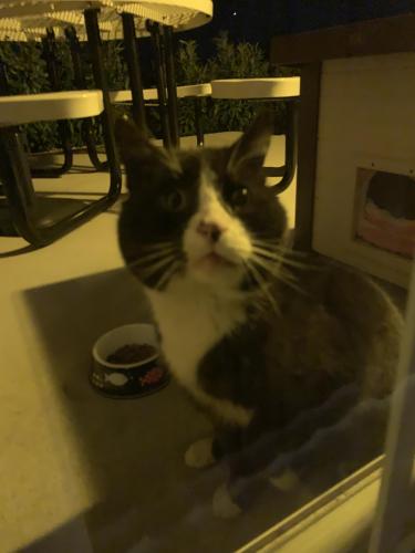 Found/Stray Unknown Cat last seen Hykes Rd , Antrim Township, PA 17225