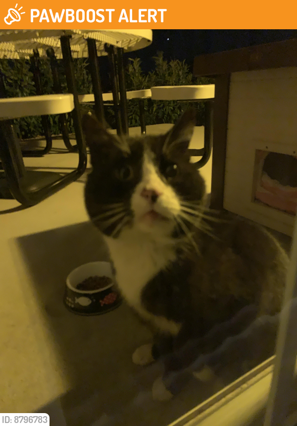 Found/Stray Unknown Cat last seen Hykes Rd , Antrim Township, PA 17225