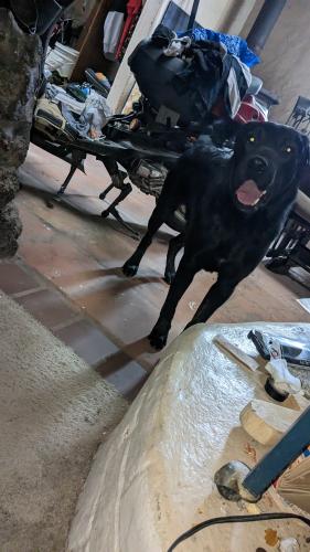 Found/Stray Male Dog last seen Found this beautiful boy must show proof of ownership, Albuquerque, NM 87105