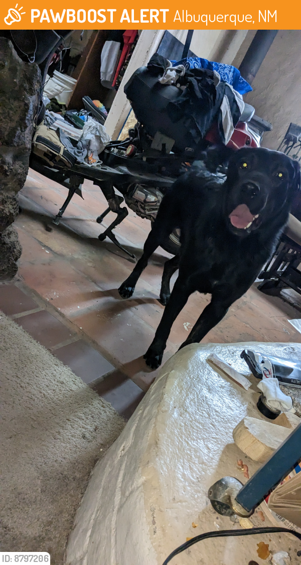 Found/Stray Male Dog last seen Found this beautiful boy must show proof of ownership, Albuquerque, NM 87105