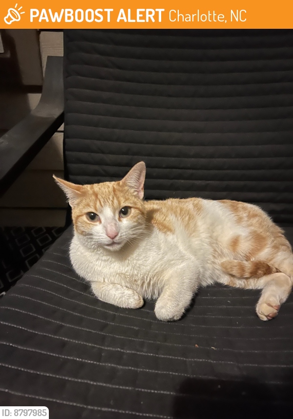 Found/Stray Cat in Charlotte, NC 28210 (ID 8797985) PawBoost