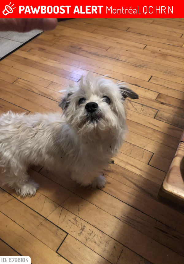 Lost Male Dog in Montréal, QC H8R 1N1 Named Shorty (ID 8798104) PawBoost