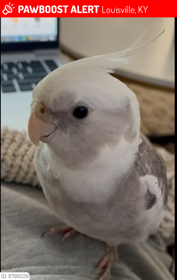 Lost Unknown Bird last seen Craigs creek rd in Craig’s creek subvision, Louisville, KY 40241