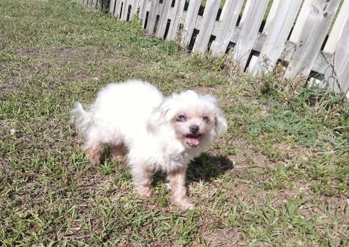 Found/Stray Male Dog last seen South Hermitage Rd & Candlewood Dr,, Cypress Lake, FL 33919