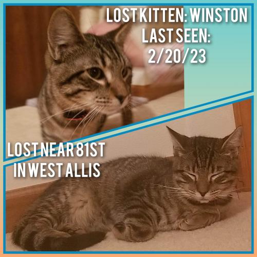 Lost Male Cat last seen 81st and Greenfield Ave, West Allis, WI 53214