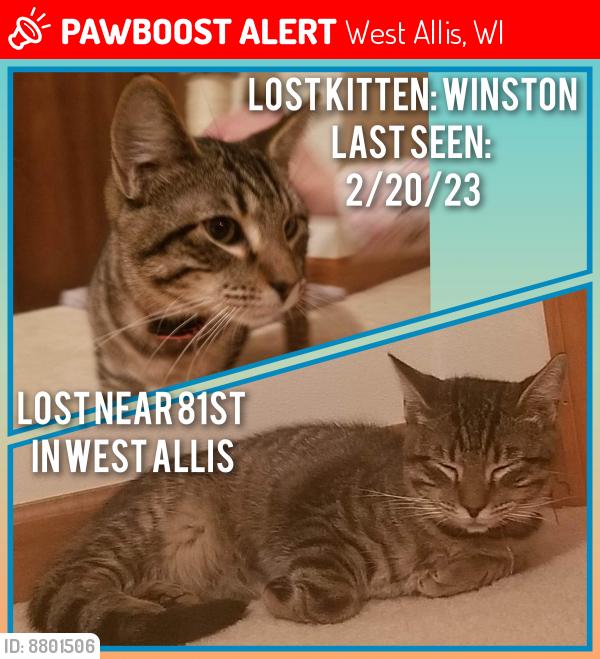 Lost Male Cat last seen 81st and Greenfield Ave, West Allis, WI 53214