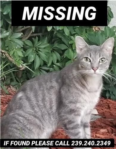 Lost Female Cat last seen Three Oaks Pkwy and Oriole, Fort Myers, FL 33967