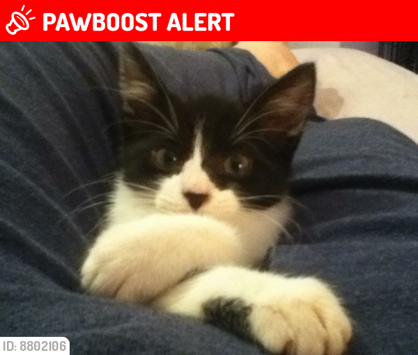 Lost Female Cat last seen Ffordd Meillion , Connah's Quay, Wales CH5 4ZD