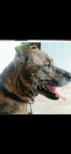 Lost Male Dog last seen McCoy drive,chantily, Hayes rd, Anderson County, SC 29684