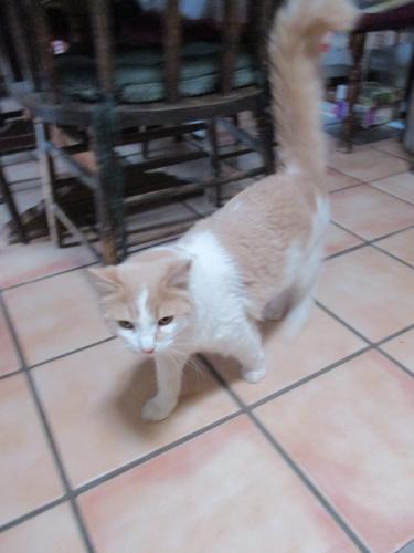 Lost Male Cat last seen Hawser St & Oracle Rd, Catalina, AZ 85739
