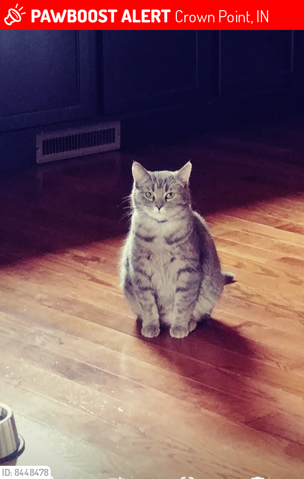 Lost Female Cat last seen 113th and 231, Crown Point, IN 46307