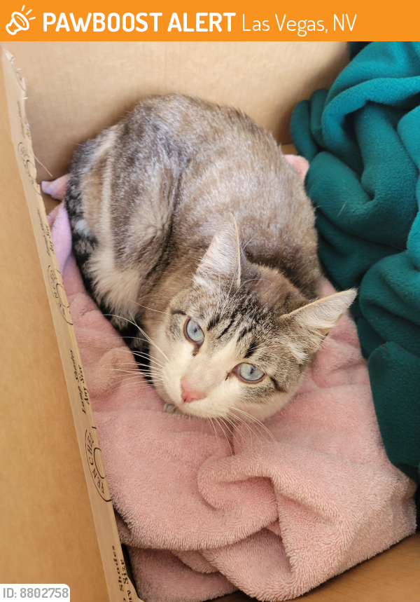 Found/Stray Cat in Las Vegas, NV 89107 (ID 8802758) PawBoost
