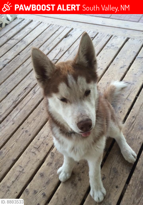 Lost Male Dog last seen Isleta and Rio Bravo, South Valley, NM 87105