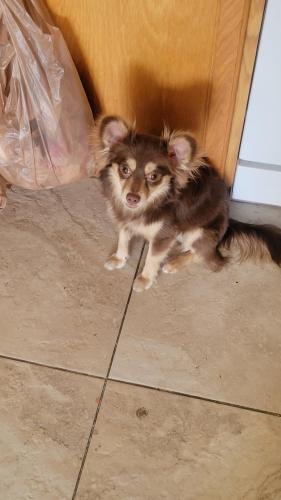 Lost Male Dog last seen Valencia and Midvale, Tucson, AZ 85746
