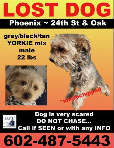 Lost Male Dog last seen 24th Street and Montevista, Phoenix, AZ 85008