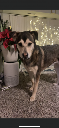 Lost Female Dog last seen Intersection with Cherry Hill rd and powder mill rd Maryland , Adelphi, MD 20783
