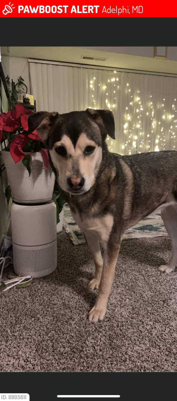 Lost Female Dog last seen Intersection with Cherry Hill rd and powder mill rd Maryland , Adelphi, MD 20783