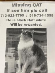 Lost Male Cat last seen Ih10 and fair oaks, Fair Oaks Ranch, TX 78015