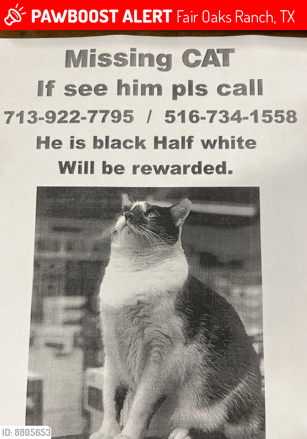 Lost Male Cat last seen Ih10 and fair oaks, Fair Oaks Ranch, TX 78015