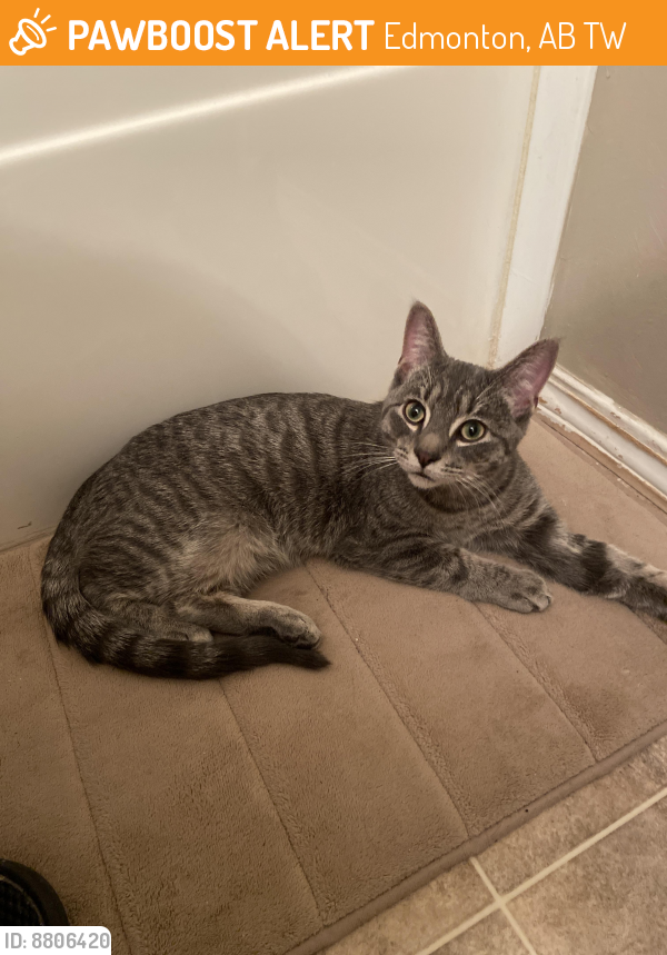 Rehomed Male Cat in Edmonton, AB T6W (ID 8806420) PawBoost