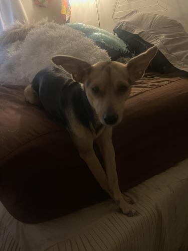 Lost Male Dog last seen Lawrence in Ashland, Chicago, IL 60660