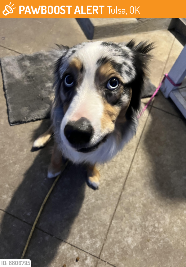 Found/Stray Unknown Dog last seen E 23rd and 103rd, Tulsa, OK 74129
