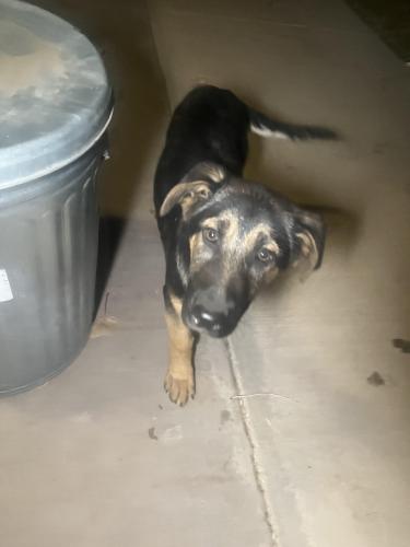 Found/Stray Female Dog last seen Gun club and Lisa Rd Sw, Albuquerque, NM 87105