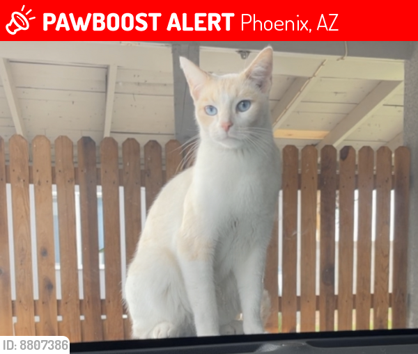 Lost Male Cat last seen 31st ave and moreland, Phoenix, AZ 85009