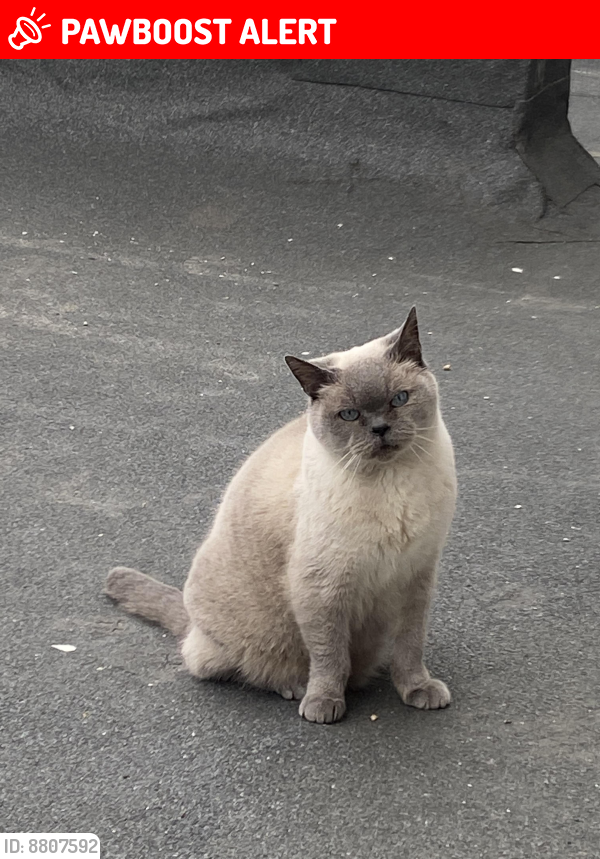 Lost Male Cat last seen London Pl, New Westminster, BC V3M 4Z6