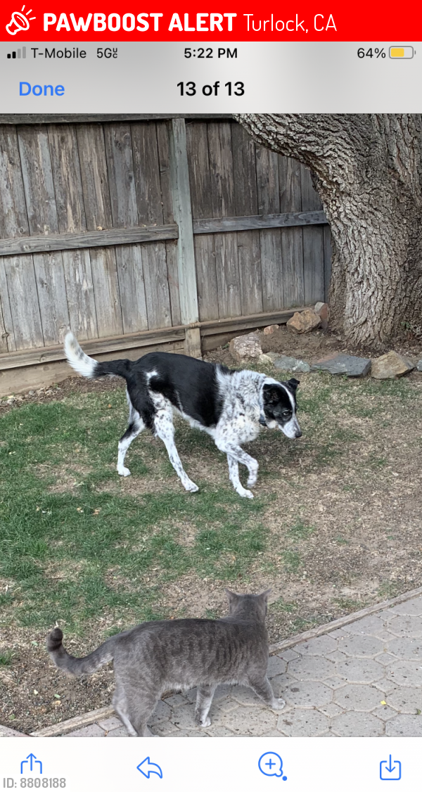 Turlock, CA Lost Female Dog, Ali Is Missing PawBoost